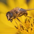 Scheinbienen-Keilfleckschwebfliege