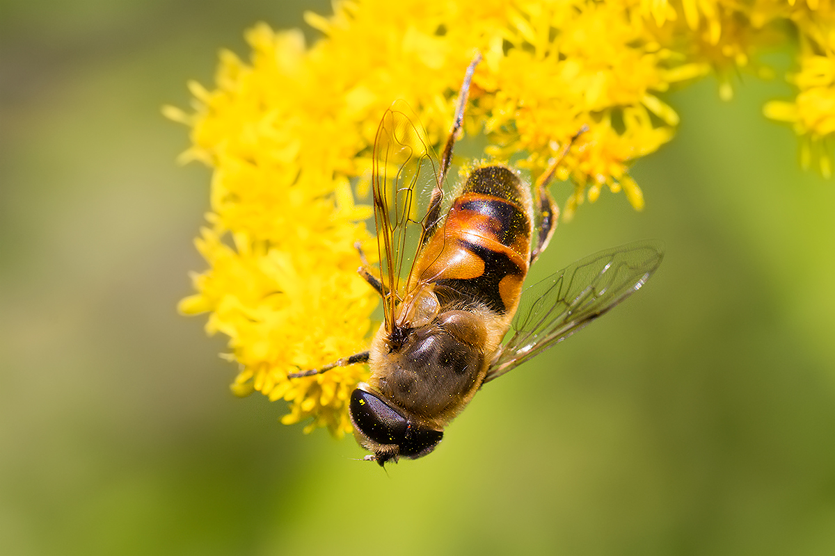 Scheinbienen-Keilfleckschwebfliege