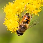 Scheinbienen-Keilfleckschwebfliege