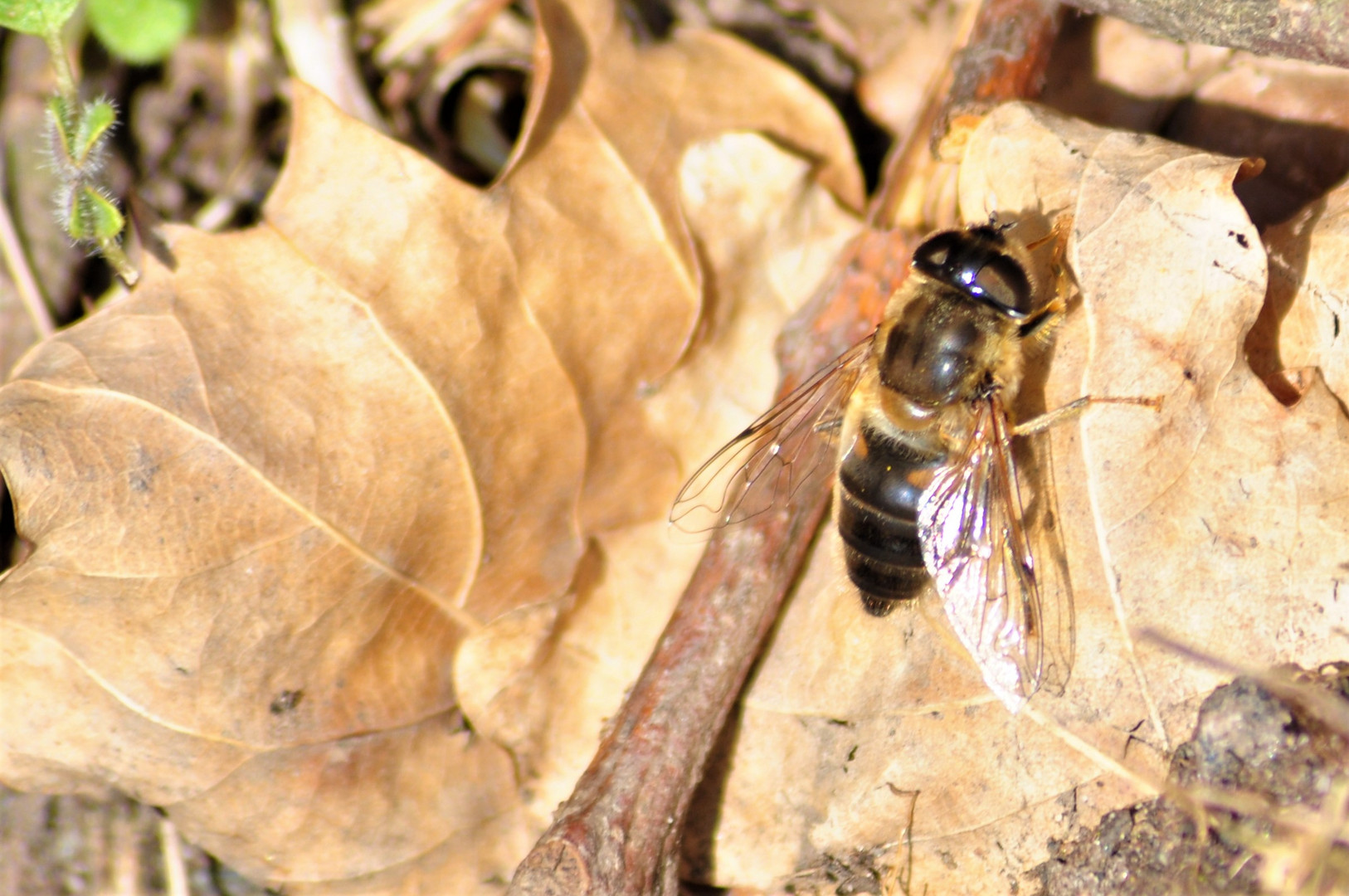 Scheinbienen-Keilfleckschwebfliege