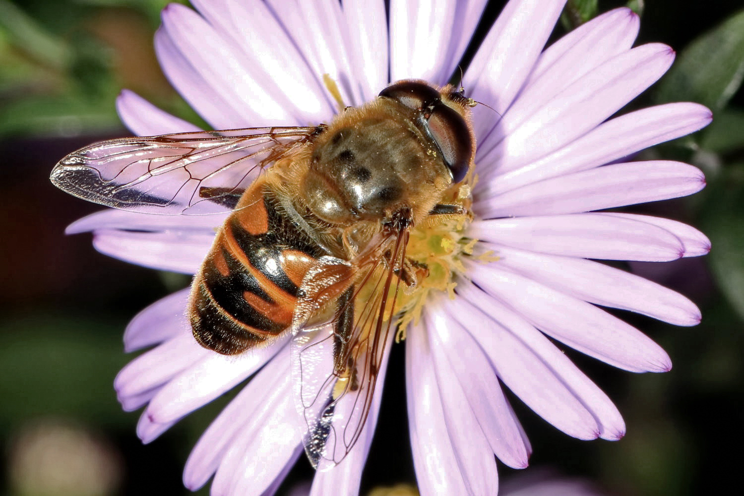 Scheinbienen-Keilfleckschwebfliege