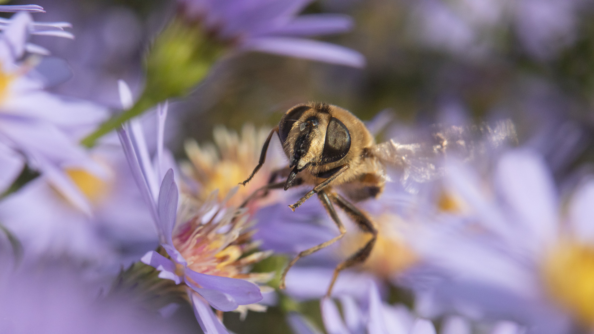 Scheinbienen-Keilfleckschwebfliege auf Aster III