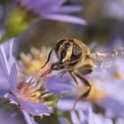 Scheinbienen-Keilfleckschwebfliege auf Aster III