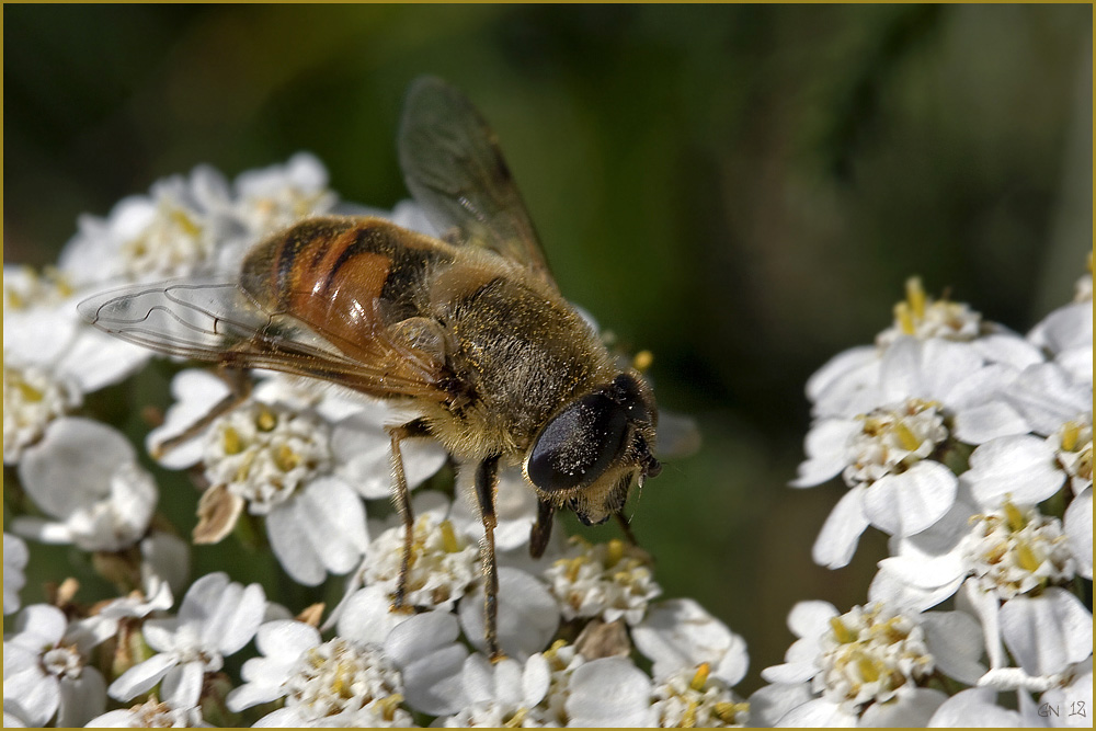 Scheinbienen-Keilfleckschwebfliege ( Eristalis tenax)