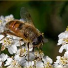 Scheinbienen-Keilfleckschwebfliege ( Eristalis tenax)