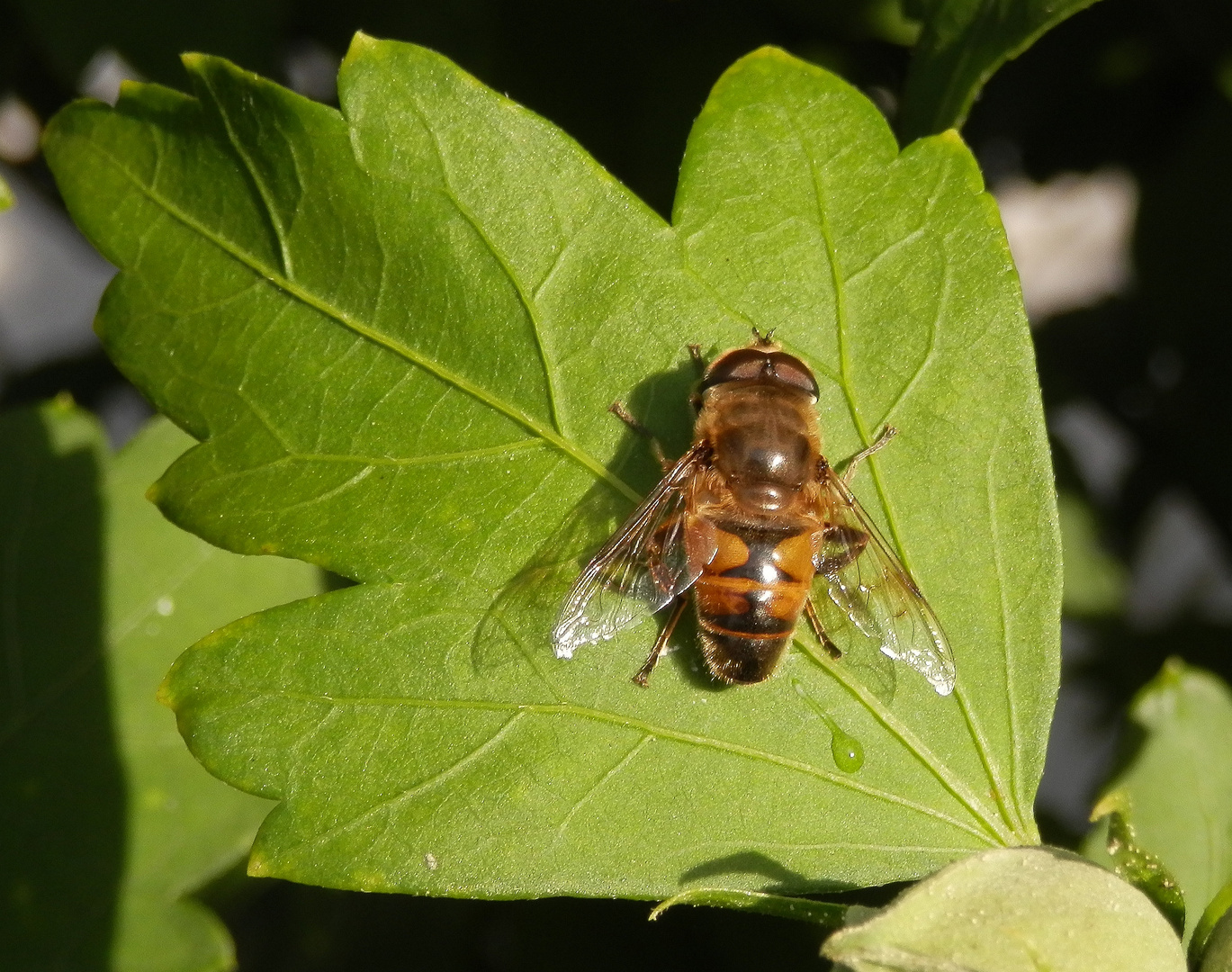 Scheinbienen-Keilfleckschwebfliege (Eristalis tenax) - Männchen