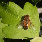 Scheinbienen-Keilfleckschwebfliege (Eristalis tenax) - Männchen