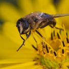 Scheinbienen-Keilfleckschwebfliege II