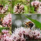 Scheinbienen Keilfleckschwebfliege / Mistbine