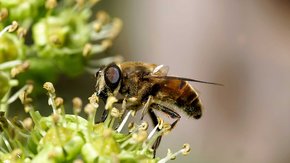 Scheinbienen-Keilfleckschwebfliege mit putzigem Saugrüssel.