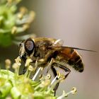 Scheinbienen-Keilfleckschwebfliege mit putzigem Saugrüssel.