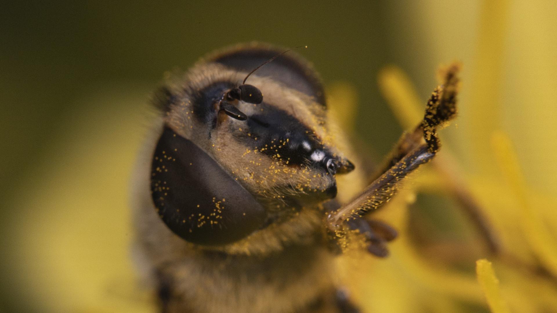 Scheinbienen-Keilfleckschwebfliege (Portrait)