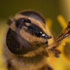 Scheinbienen-Keilfleckschwebfliege (Portrait)