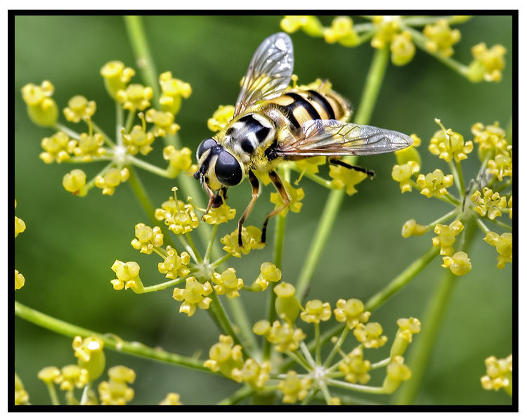 Scheinbienen-Kleinfleckschwebfliege