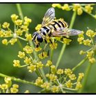 Scheinbienen-Kleinfleckschwebfliege