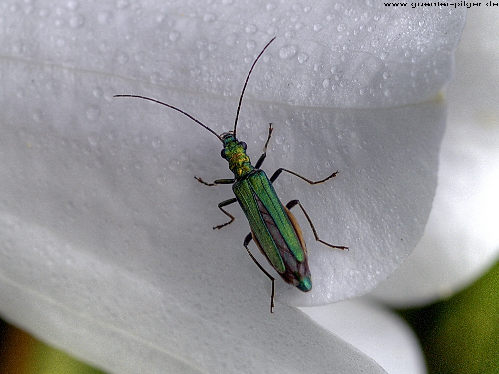 Scheinbock oder Schenkelkäfer (Oedemeridae)