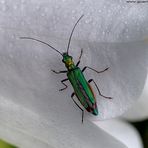 Scheinbock oder Schenkelkäfer (Oedemeridae)