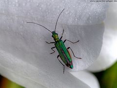 Scheinbock oder Schenkelkäfer (Oedemeridae)