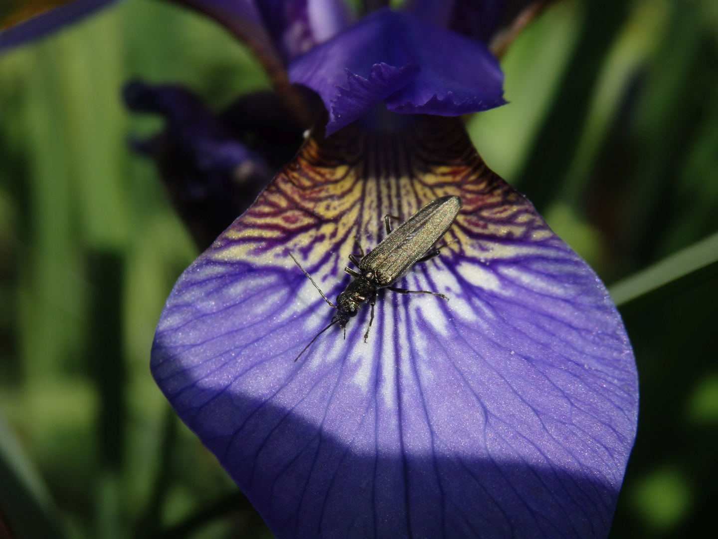 Scheinbockkäfer auf blauer Iris