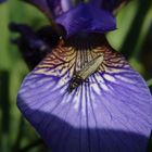 Scheinbockkäfer auf blauer Iris