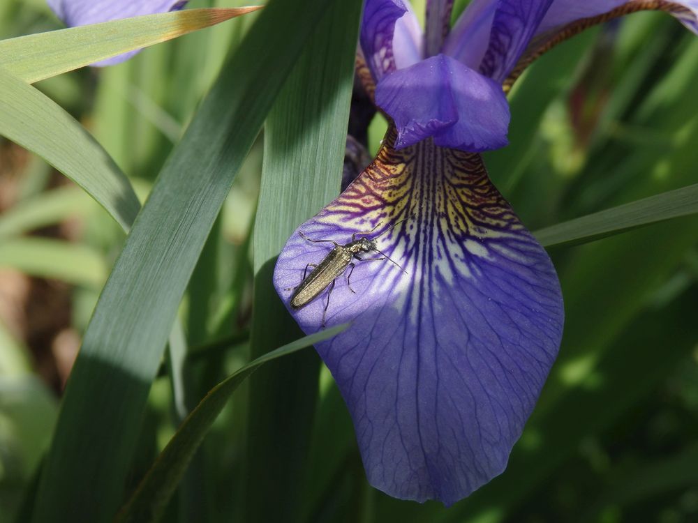 Scheinbockkäfer auf blauer Iris