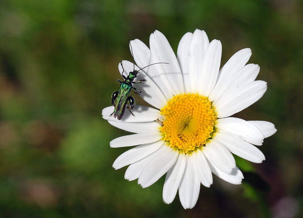 Scheinbockkäfer auf Blüte