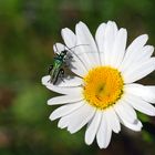 Scheinbockkäfer auf Blüte