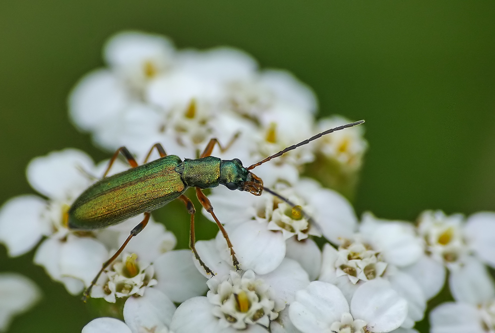 Scheinbockkäfer - Chrysanthia nigricornis