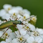 Scheinbockkäfer - Chrysanthia nigricornis