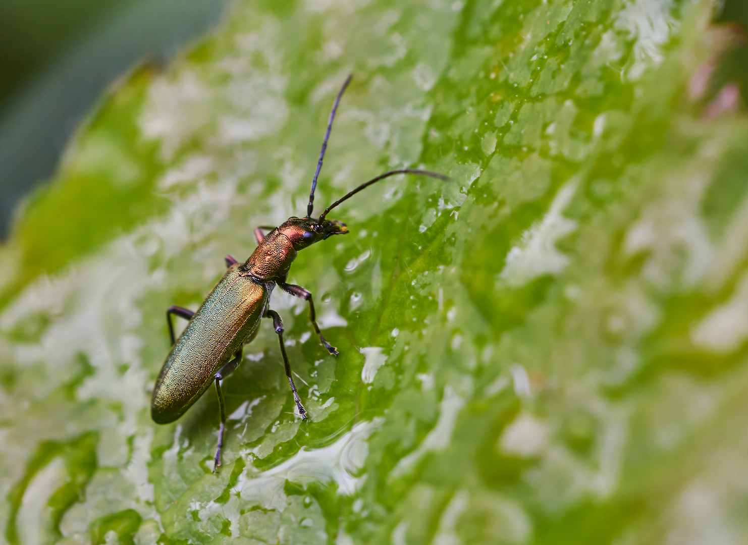 Scheinbockkäfer (Chrysanthia viridissima) 