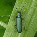 Scheinbockkäfer - Ischnomera sp.