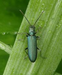 Scheinbockkäfer - Ischnomera sp.