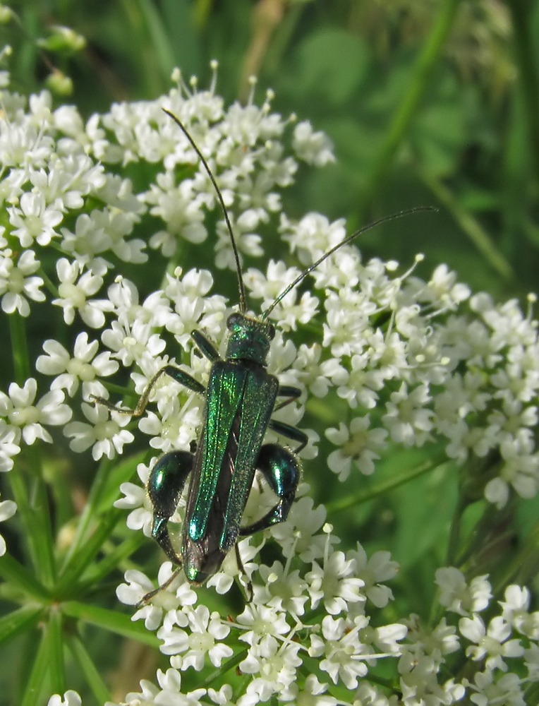 Scheinbockkäfer m