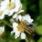 Scheinbockkäfer -Männchen Oncomera femorata