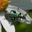 Scheinbockkäfer, Oedemera flavipes