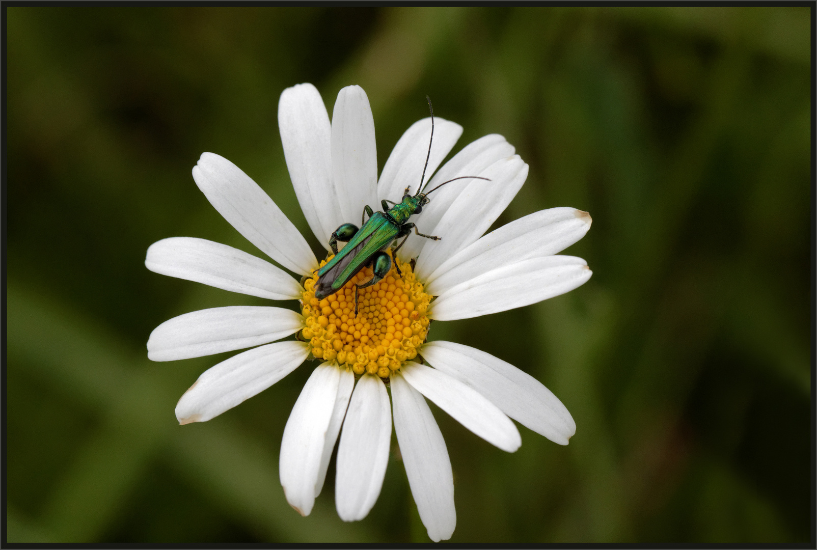 Scheinbockkäfer (Oedemera flavipes) 