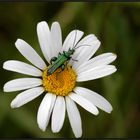 Scheinbockkäfer (Oedemera flavipes) 