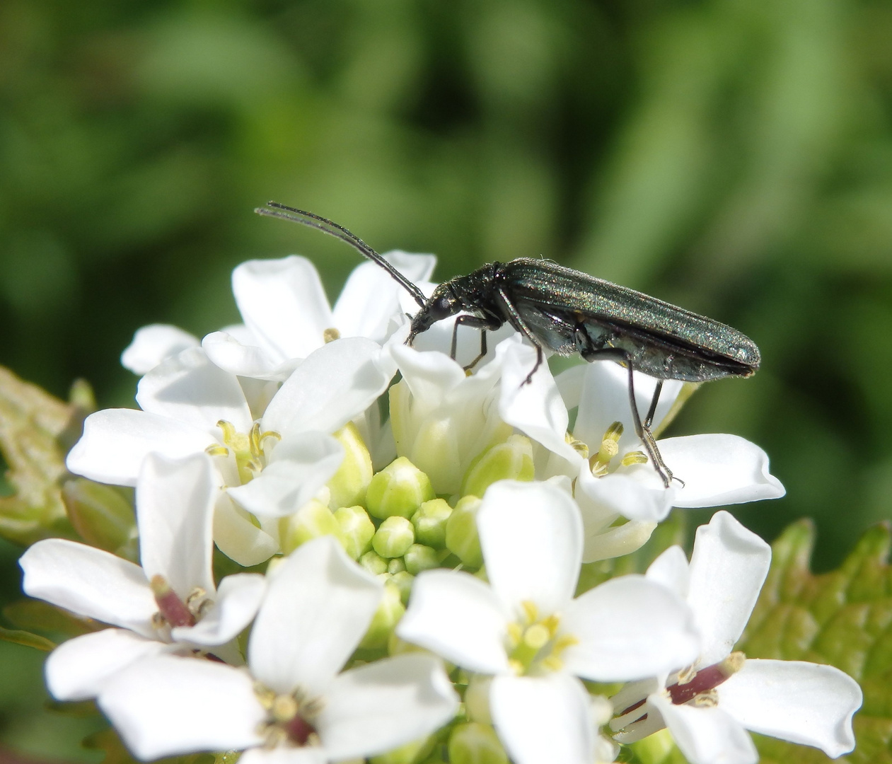 Scheinbockkäfer Oedemera lurida/virescens auf Knoblauchsrauke