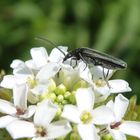 Scheinbockkäfer Oedemera lurida/virescens auf Knoblauchsrauke