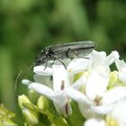 Scheinbockkäfer Oedemera lurida/virescens auf Knoblauchsrauke