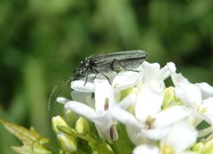 Scheinbockkäfer Oedemera lurida/virescens auf Knoblauchsrauke