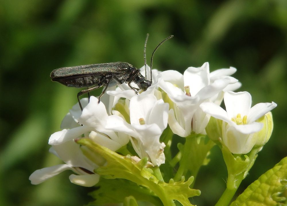 Scheinbockkäfer Oedemera lurida/virescens auf Knoblauchsrauke