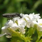 Scheinbockkäfer Oedemera lurida/virescens auf Knoblauchsrauke