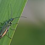 Scheinbockkäfer (Oedemera nobilis)