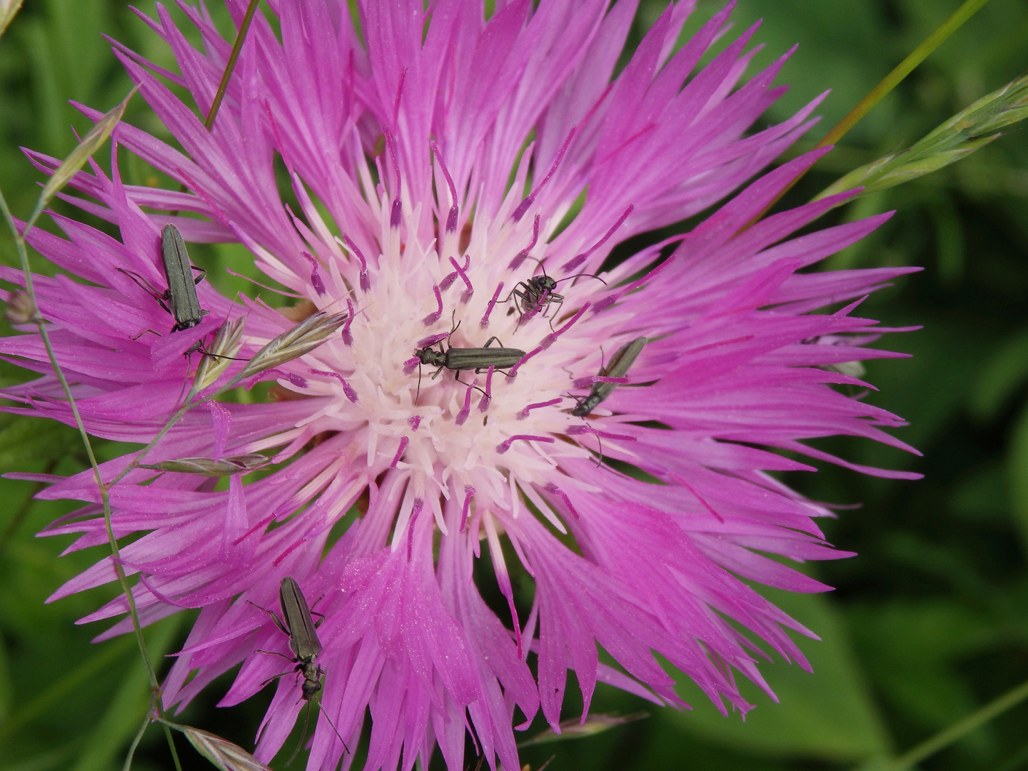 Scheinbockkäfer und Flockenblume