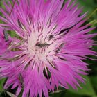 Scheinbockkäfer und Flockenblume