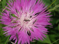 Scheinbockkäfer und Flockenblume