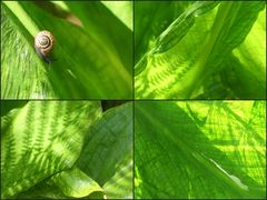 Scheincallablätter mit Licht und Schatten