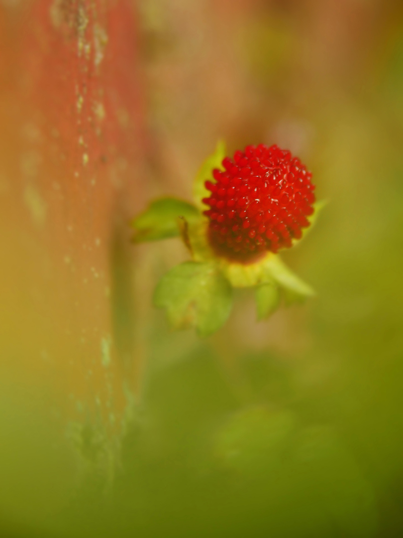 Scheinerdbeere Foto & Bild | Natur, Pflanzen, Pilze & Flechten Bilder Auf Fotocommunity