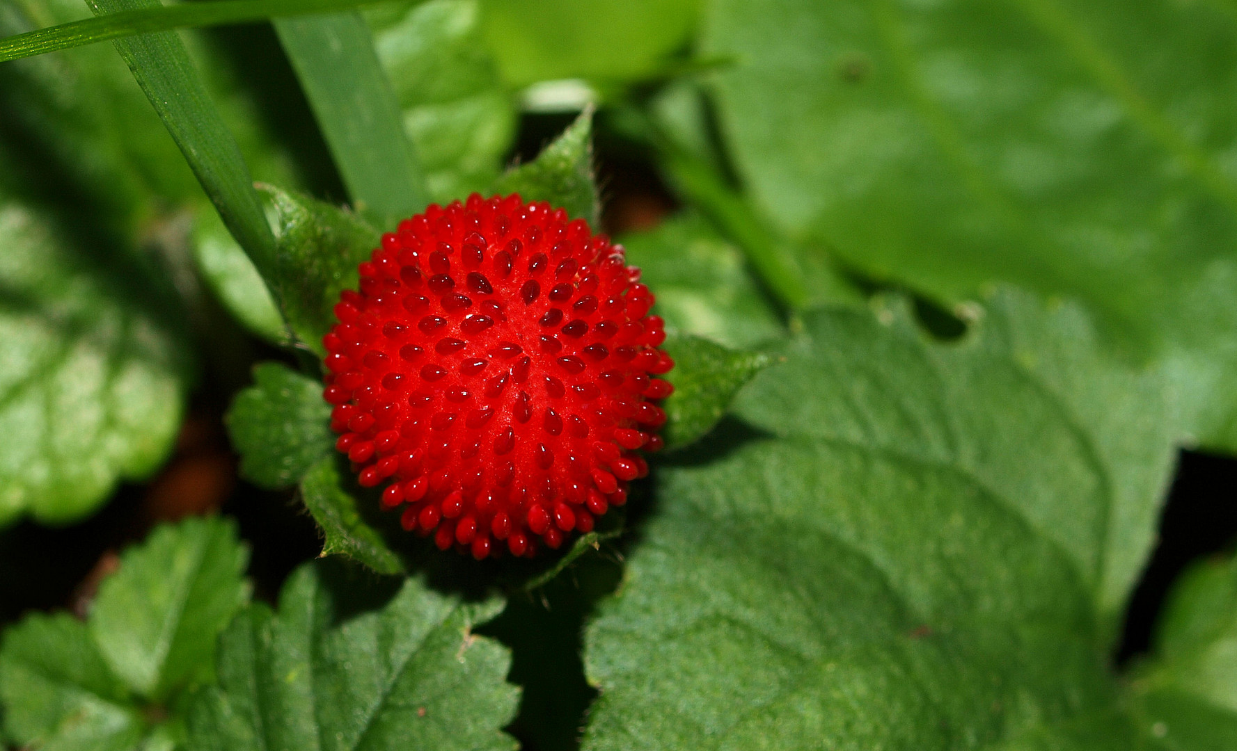 Scheinerdbeere (Potentilla indica)